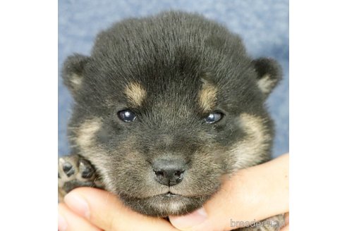 成約済の愛知県の柴犬-361066の4枚目